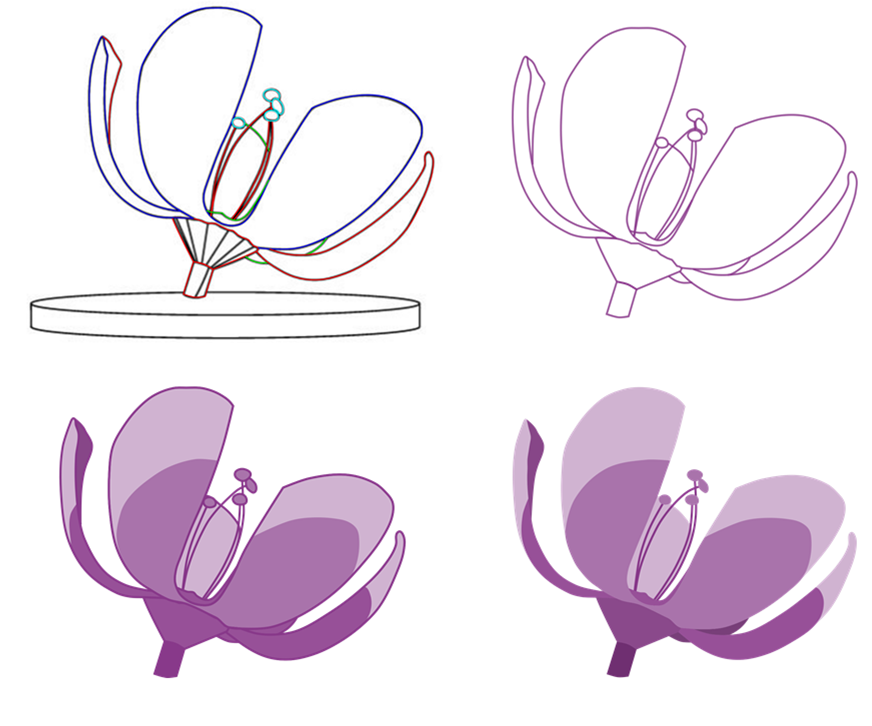Figure showing four steps in the construction of the Floralis drawing for the hex. On the top left is the initial line figure with all the contours of the flower in different colors according to the different structures. To the top right is the second step in which some outlines were removed, simplifying the structure and are now all in violet. In the bottom left is the image now with the contours filled in different shades of violet. The final design is in the bottom right, where the outlines were removed.